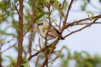Juvenile Whitehead (Mohoua albicilla) in worn plumage, foraging in the outer branches of a shrub. Tiritiri Matangi Island, Auckland, New Zealand, September.