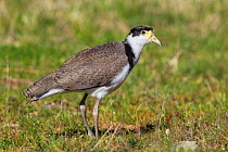 Juvenile Masked lapwing (Vanellus miles) showing mottled back pattern and small pale facial wattles. Cape Kidnappers, Hawkes Bay, New Zealand, October.