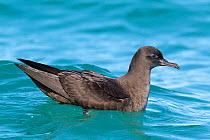 Fresh plumaged Sooty shearwater (Puffinus griseus) resting on the water. Kaikoura, Canterbury, New Zealand, October.