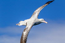 Adult Wandering albatross, probably a New Zealand albatross (Diomedea antipodensis) in flight over the sea, showing the upperwing. Kaikoura, Canterbury, New Zealand,. This is the probably the Antipode...