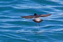 Grey-backed storm-petrel (Garrodia nereis) in flight bouncing off the water with its long legs. View from behind. Kaikoura, Canterbury, New Zealand, October.