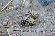 South Island oystercatcher (Haematopus finschi) nest containing two eggs. This is the nest of one of the few pairs of this species that nests on braided riverbeds in the North Island, as the name sugg...