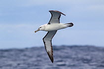 Immature white-capped albatross (Thalassarche cauta) (probably nearly two years old) in flight showing the underwing, darker bill pattern, and partial collar found in a bird of this age. Off Stewart I...