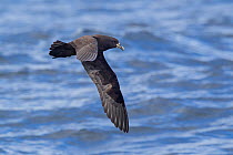 White-chinned petrel (Procellaria aequinoctialis) in flight over the water, showing the underwing. Kaikoura, Canterbury, New Zealand, November. Vulnerable species.
