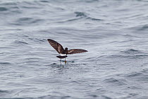 Wilson's storm petrel (Oceanites oceanicus) bouncing off the water whilst feeding, showing rump and upperwing from behind. Cuverville Island, Antarctic Peninsula, Antarctica. December.