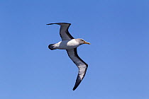 Adult Buller's albatross (Thalassarche bulleri bulleri) in flight against a blue sky showing the underwing and head and bill pattern. Off the Solander Islands, Southland, New Zealand, February. Near t...