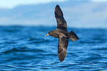 White-chinned petrel (Procellaria aequinoctialis) in flight over the water, showing the upperwing. This bird has aberrant plumage with a white eye-ring. Kaikoura, Canterbury, New Zealand, February. Vu...