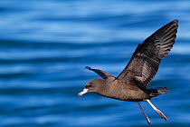 Flesh-footed shearwater (Puffinus carneipes) coming in to land on the water, showing the diagnostic pale feet of this species. Kaikoura, Canterbury, New Zealand, February.