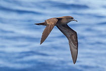 Wedge-tailed shearwater (Puffinus pacificus) in flight at sea, showing both the under and upperwing. Off the Three Kings, Far North, New Zealand, March.