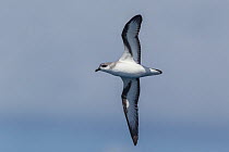 Black-winged petrel (Pterodroma nigripennis) in flight at sea, showing the underwing pattern. Off the Three Kings, Far North, New Zealand, March.