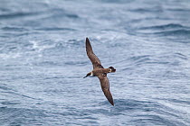 Great shearwater (Puffinus gravis) in flight at sea, showing the pale collar and upperwing pattern. Off Stewart Island, New Zealand, April.