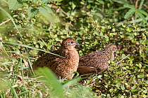 Brown quail (Coturnix ypsilophora) pair amongst vegetation. Tiritiri Matangi Island, Auckland, New Zealand, April.