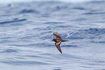 Bulwer's petrel (Bulweria bulwerii) flying low over the water, showing distinctive upperwing pattern. Off Madeira, North Atlantic. May.