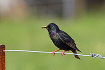 Adult male Common starling (Sturnus vulgaris) in worn plumage, perched on a fence with food in its bill ready to feed its chicks. Iona, Inner Hebrides, Scotland. May.