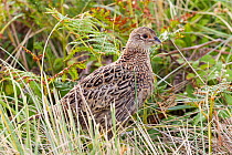 Juvenile Common pheasant (Phasianus colchicus) hiding amongst tall grass and fern. Tresco, Isles of Scilly, United Kingdom. July.
