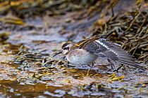 Adult male Red-necked stint (Phalaropus lobatus) moulting out of breeding plumage, stretching its wing whilst standing in shallow water. Flatey, Western Fjords, Iceland. July.