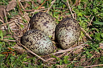 Nest of a Masked lapwing (Vanellus miles) with three eggs. Smedley Station, Hawkes Bay, New Zealand, September.