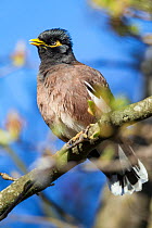 Adult Common myna (Acridotheres tristis) in fresh plumage, perched amongst the branches of a tree. Havelock North, Hawkes Bay, New Zealand, September. Introduced species in New Zealand.