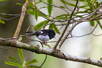 Adult male Tomtit (Petroica macrocephala toitoi) perched on a branch in the forest whilst foraging. Boundary Stream Mainland Island, Hawkes Bay, New Zealand, November.