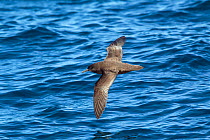Fresh plumaged Sooty shearwater (Puffinus griseus) in flight low over the water showing the upperwing. Kaikoura, Canterbury, New Zealand, November.