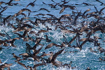 A flock of Hutton's shearwaters (Puffinus huttoni) taking off from the sea surface. Kaikoura, Canterbury, New Zealand, November. Endangered species.