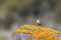 Adult male South Island / Rock wren (Xenicus gilviventris) perched on a mossy rock in the alpine zone. Homer Tunnel, Fiordland National Park, New Zealand, November. Vulnerable species.