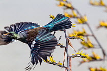 Adult Tui (Prosthemadera novaeseelandiae) taking off from a New Zealand flax (Phormium) flowerhead whilst foraging for nectar. Note the yellow pollen on the forehead. Te Awanga Lagoon, Hawkes Bay, New...