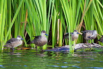 A spring of Grey teal (Anas gracilis) perching on a log on the edge of a pond. Included in the photo are from left to right, a juvenile, an adult, and two immatures. Te Awanga Lagoon, Hawkes Bay, New...