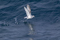 Antarctic prion (Pachyptila desolata) taking off from the sea, showing underwing pattern. Off South Georgia, South Atlantic. January.
