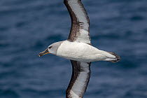 Adult Grey-headed albatross (Thalassarche chrysostoma) in flight showing the underwing and head and bill pattern. Off South Georgia, South Atlantic. January. Endangered species.