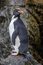 Adult Macaroni penguin (Eudyptes chrysolophus) perched on a rock at the edge of the sea adjacent to its breeding colony. Elsehul, South Georgia, South Atlantic. January. Vulnerable species.