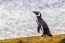 Adult Magellanic Penguin (Spheniscus magellanicus) standing on the shore near the breeding burrow. Port Stanley, Falkland Islands, South Atlantic. January. Near threatened.