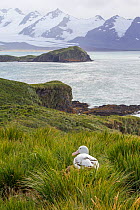 Adult Wandering albatross (Diomedea exulans) sitting on its nest amongst tussock grasses with the rugged mountains of South Georgia in the background. Prion Island, South Georgia. South Atlantic. Janu...