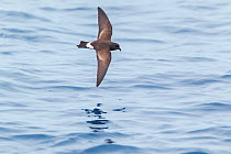 New Zealand storm-petrel (Oceanites maoriana) in flight low over the sea showing the upperwing pattern. Off the Three Kings, Far North, New Zealand, March. Critically endangered.