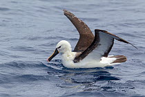 Adult Indian yellow-nosed albatross (Thalassarche carteri) sitting on the water with wings raised, showing the underwing. Off North Cape, New Zealand, March. Endangered species.