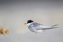 Adult Fairy tern (Sternula nereis davisae) moulting out of breeding plumage, resting on a sandy beach. This is the incredibly endangered New Zealand subspecies which has less than 50 individuals remai...