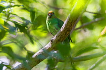 Adult Orange-fronted / Malherbe's parakeet (Cyanoramphus malherbi) with worn plumage, perched on a branch in the low canopy. Blumine Island, Marlborough Sounds, New Zealand, February. Critically endan...