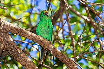 Adult Orange-fronted / Malherbe's parakeet (Cyanoramphus malherbi) with worn plumage, perched on a branch in the low canopy. Blumine Island, Marlborough Sounds, New Zealand, February. Critically endan...