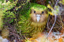 'Sinbad' the male Kakapo (Strigops habroptilus) curiously peering from the bushes during the day. Codfish Island, Stewart Island, New Zealand, January. Critically endangered.