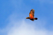 Adult New Zealand kaka (Nestor meridionalis) in flight against a blue sky showing the red underwing. This is the Southern subspecies, meridionalis. Codfish Island, Stewart Island, New Zealand, Novembe...
