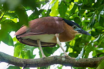 Adult Nankeen night-heron (Nycticorax caledonicus australasiae) perched in a tree amongst leaves. Labuan Bird Park, Sabah, Borneo. April. Captive.