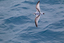 Antarctic prion (Pachyptila desolata) in flight low over the sea, showing upperwing pattern. Between the Falkland Islands and South Georgia, South Atlantic. January.