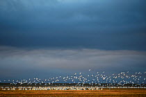 Flock of Snow geese (Chen caerulescens caerulescens) taking off in distance, Wrangel Island, Far Eastern Russia, August.
