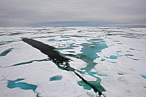 Aerial view of pack ice off the coast of Wrangel Island, Far Eastern Russia, July 2012.