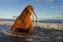 Walrus (Odobenus rosmarus) on coast of Wrangel Island, Far Eastern Russia, September.
