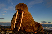 Close up of Walrus (Odobenus rosmarus) on coast of Wrangel Island, Far Eastern Russia, September.