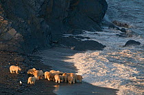 Polar bear (Ursus maritimus) group feeding on carcass on beach, Wrangel Island, Far Eastern Russia, September.