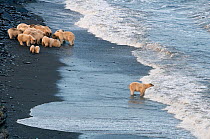 Polar bear (Ursus maritimus) feeding on carcass on beach, with one separate from the rest of the group looking out to sea, Wrangel Island, Far Eastern Russia, September.