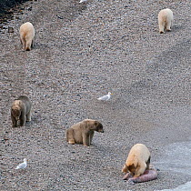 Polar bear (Ursus maritimus) group on beach, one with carcass, also Glaucous gulls (Larus hyperboreus) Wrangel Island, Far Eastern Russia, September.