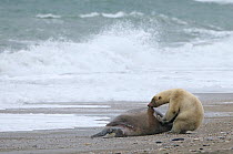 Polar bear (Ursus maritimus) feeding on Walrus carcass on beach, Wrangel Island, Far Eastern Russia, September.